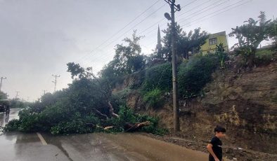 Adana’da kuvvetli fırtına. Ağaç yola devrildi