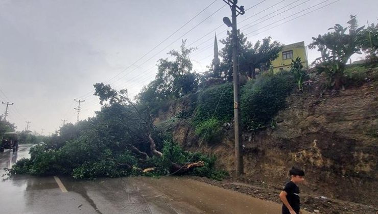 Adana’da kuvvetli fırtına. Ağaç yola devrildi