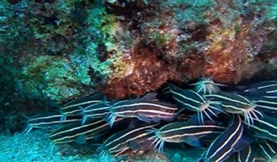 Antalya Körfezi’nde ilk kez zehirli çizgili kedi balığı görüntülendi