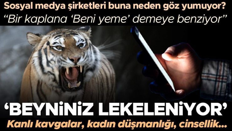 ‘Beyniniz lekeleniyor’ Neden sosyal medya algoritmaları genç erkeklere şiddet dolu içerikler öneriyor? Bir kaplana ‘Beni yeme’ demeye benziyor