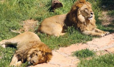 Gaziantep’te ‘Yırtıcı Safari Park’ açılıyor: Serengeti’ye gitmeye gerek kalmadı