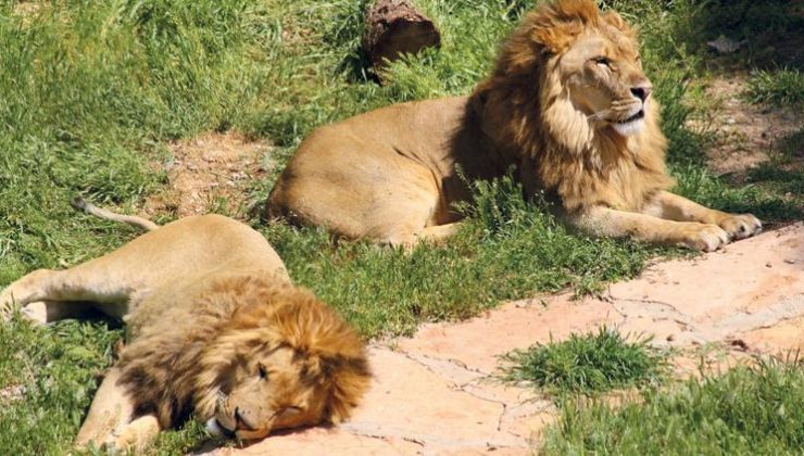 Gaziantep’te ‘Yırtıcı Safari Park’ açılıyor: Serengeti’ye gitmeye gerek kalmadı