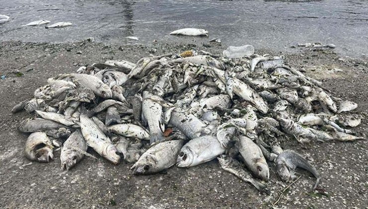 ‘İzmir Körfezi’ndeki kirlilik sonrası balık satışı yarı yarıya azaldı’