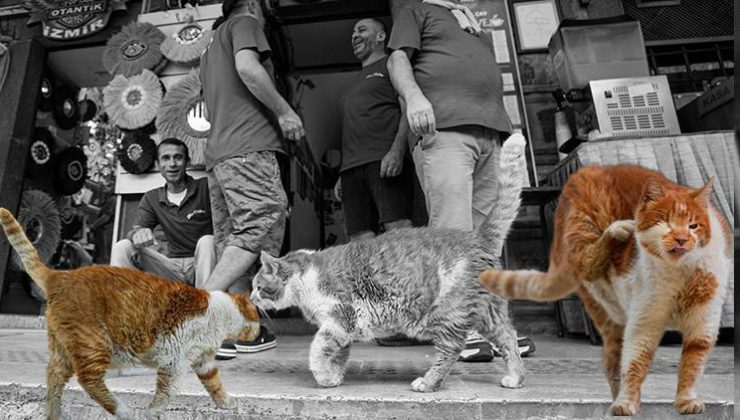 İzmir’in ‘Garfield’ı Tarçın 17 yıldır Kızlarağası Hanı’nda