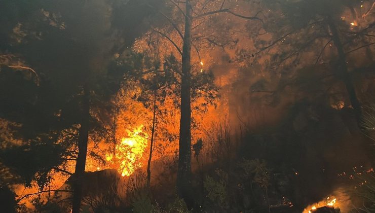 Muğla’da orman yangını