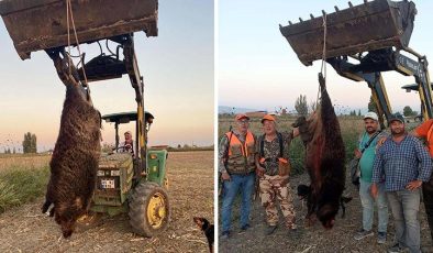 Avladıkları 300 kiloluk domuzu traktörle taşıdılar