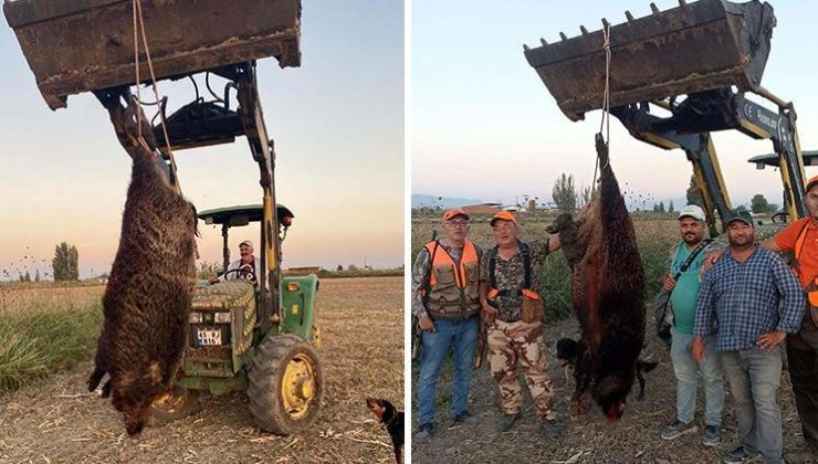 Avladıkları 300 kiloluk domuzu traktörle taşıdılar