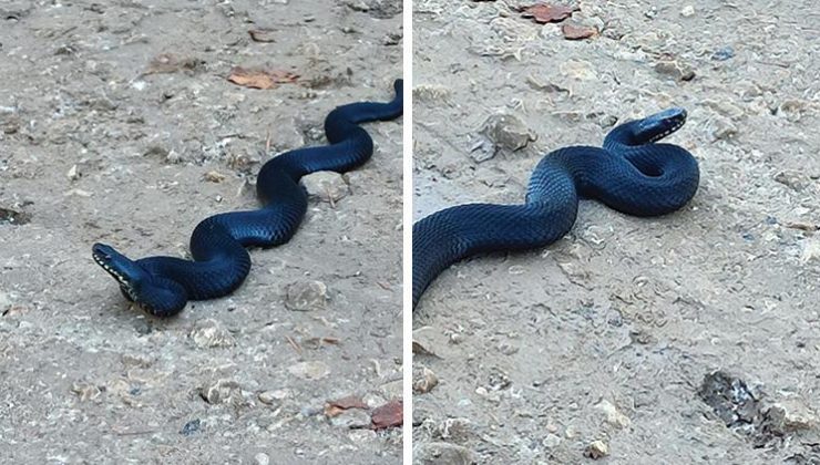 Bilecik’te zehirli baran engerek yılanı görüldü