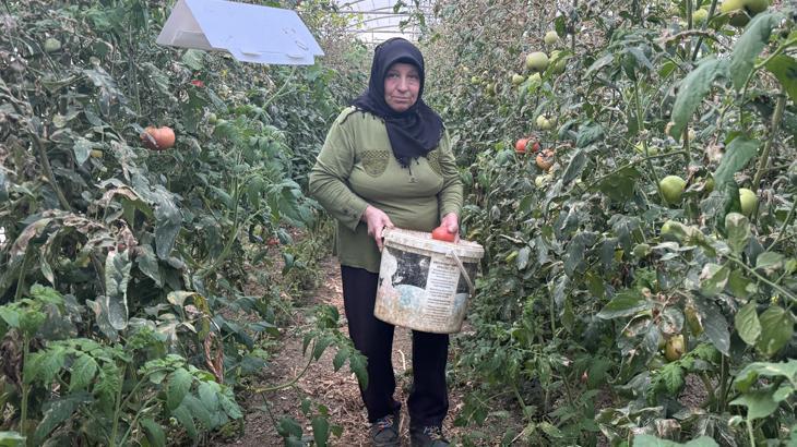 Devlet desteği ile sera kurdu! Yetiştirdiği ürünleri müşterilerine satıyor