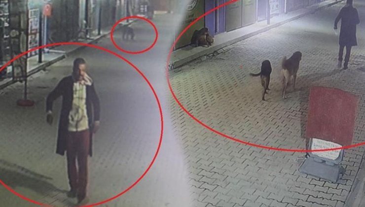 Hatay’da dehşete düşüren görüntü! 3 köpeğe parçalattı