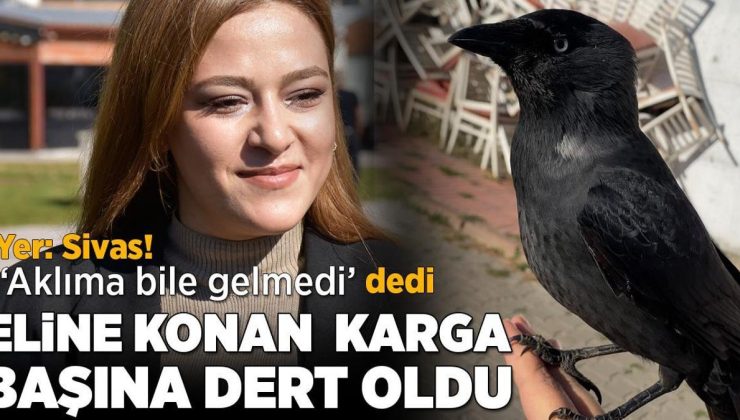 Yer: Sivas! Kargayı sevdi, başı derde girdi: Videoyu çektiğim gün, gördüğüm son gündü