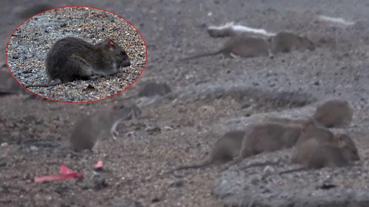 Bu görüntüler Hatay’dan! Fareler karayolunu istila etti