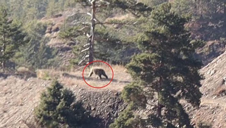 Doğa yürüyüşünde şoke eden an! Bozayıyla karşılaştılar