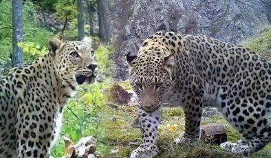 Herkes nesli tükendi diye korkmuştu! 400 fotokapan kuruldu! Sonuç herkesi şaşırttı