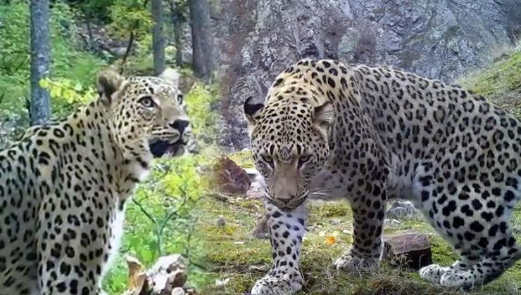 Herkes nesli tükendi diye korkmuştu! 400 fotokapan kuruldu! Sonuç herkesi şaşırttı