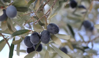 Tekirdağ’da zeytin hasadı devam ediyor