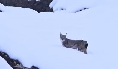 Yer: Tunceli! Kırmızı listedeki vaşaklar böyle görüntülendi