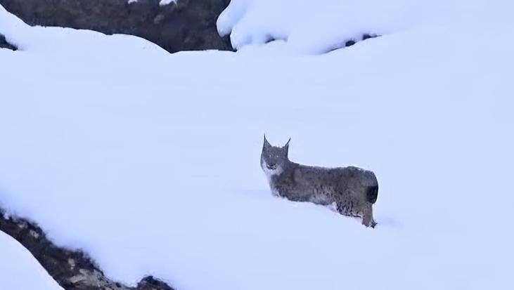 Yer: Tunceli! Kırmızı listedeki vaşaklar böyle görüntülendi