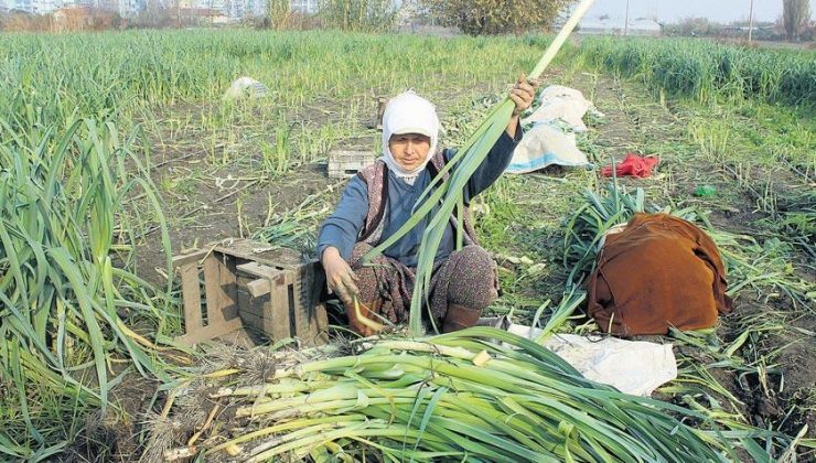 Kışlık sebze hesabı bütçeyi zorluyor