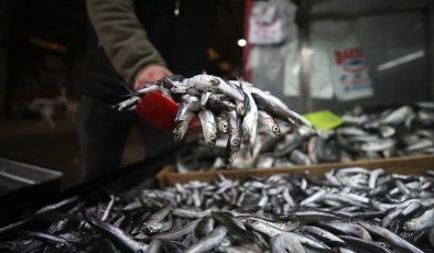 Trabzon'da 'boy'a takılan 5 ton hamsiye el konuldu