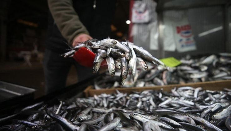 Trabzon'da 'boy'a takılan 5 ton hamsiye el konuldu